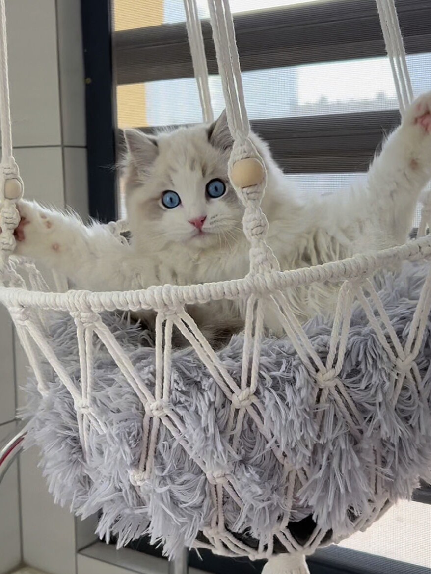 Handmade Cat Hammock Nest Hang - Woven Wall Basket avaliação e preço