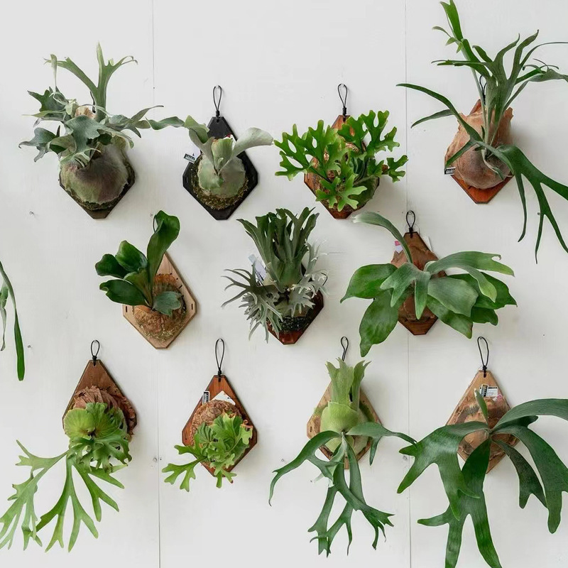 New Wooden Staghorn Fern Wall  - Woven Wall Basket avaliação e preço