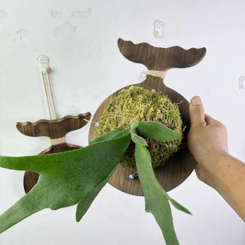 New Wooden Staghorn Fern Wall  - Woven Wall Basket avaliação e preço